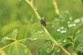 fly on the wet plant
