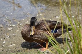 wild duck in reed