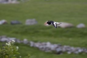Oyster Catcher, black and white Bird in flight