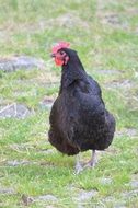 Poultry Black Chicken