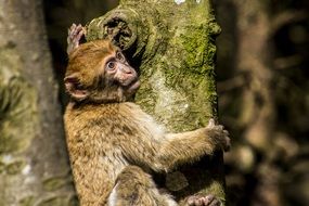 barbary ape on the tree trunk
