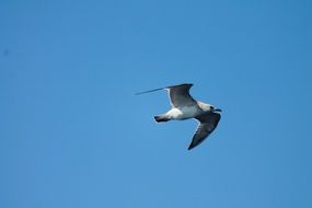 Seagull Bird in the Air