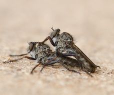 Flue Insect