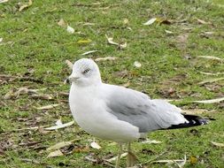 white seagull on green grass