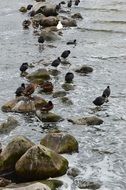 Baltic sea gulls