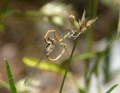 Closeup picture of mating dragonflies in wildlife