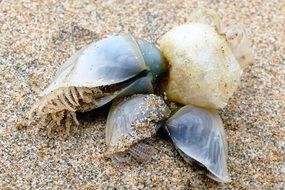 four colorful seashells in the sand on the beach