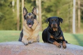 rottweiler and german shepherd