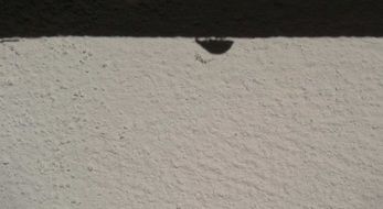 Shadow of Ladybug on stucco Wall