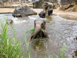 Elephants in the water