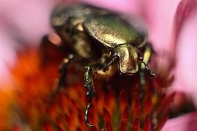 The May Beetle macro