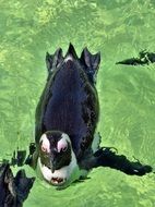 swimming penguin in South Africa