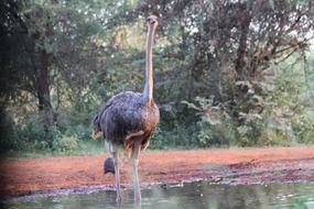 big bird among the wildlife of limpopo