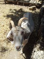 white goat with horns on a farm