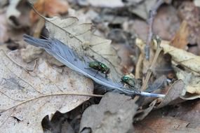 green bottle flies on the feather