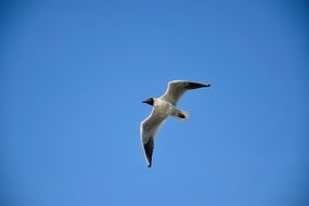 seagull flies against the sky