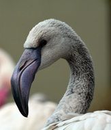 Gray Flamingo, young Birdâs head close up