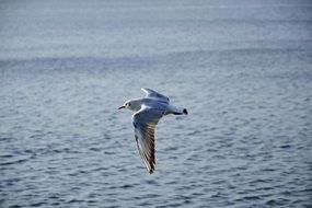 grey seagull flying over the sea