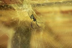Spider handsome Cobweb