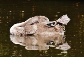 young swan swimming in the water