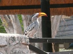 spotted hornbill at the zoo
