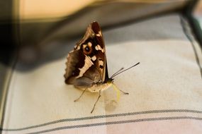 butterfly on the fabric