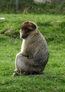 Beautiful and cute Barbary Ape is sitting on the grass