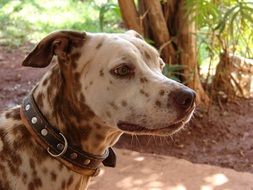 portrait of a domestic dog outdoor