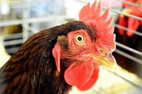 Brown rooster with yellow eyes