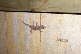 salamander on the vertical wall