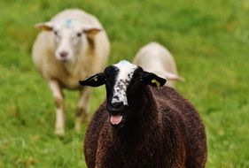 grazing farm sheep in summer