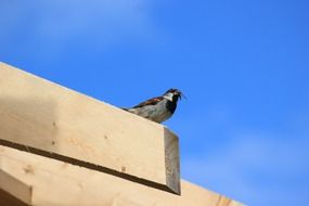 sparrow with fly in the beak