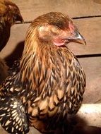 Cute Sleeping Chicken