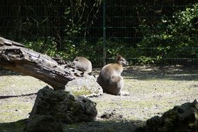 kangaroo in a cage at the zoo