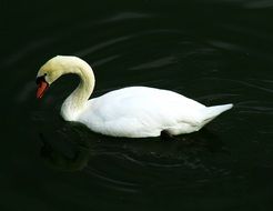 White swan is swimming in the pond on dark water