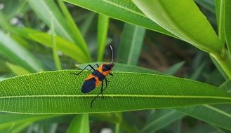 large black and orange milkweed bug on the green leaf