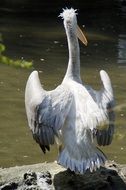 dalmatian pelican spreading wings