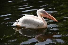 a pelican swimming on a lake