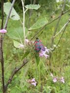 small five spotted burnet in summer