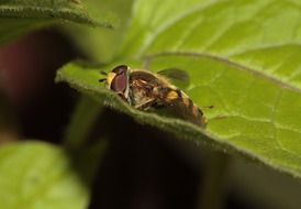 black yellow fly on leaf close