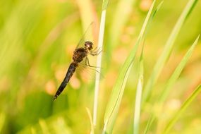 wonderful Insect Nature