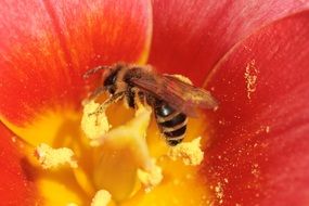 Macro photo of bee sitting inside of blossom
