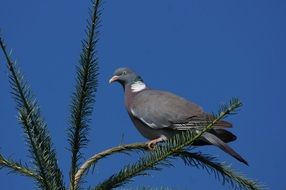 gray dove on the spruce on a sunny day at blue sky background