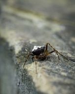 Creepy Spider Nature