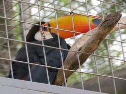 toucan in a cage in brazil