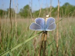 extraordinary Butterflies