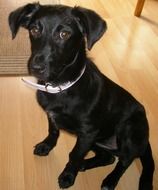 young black labrador in a white collar