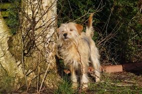 fluffy domestic dog walks in the forest