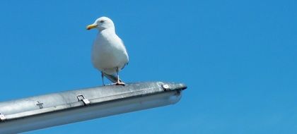 Seagull on metal object at blue sky