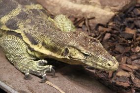 Lizard Animals